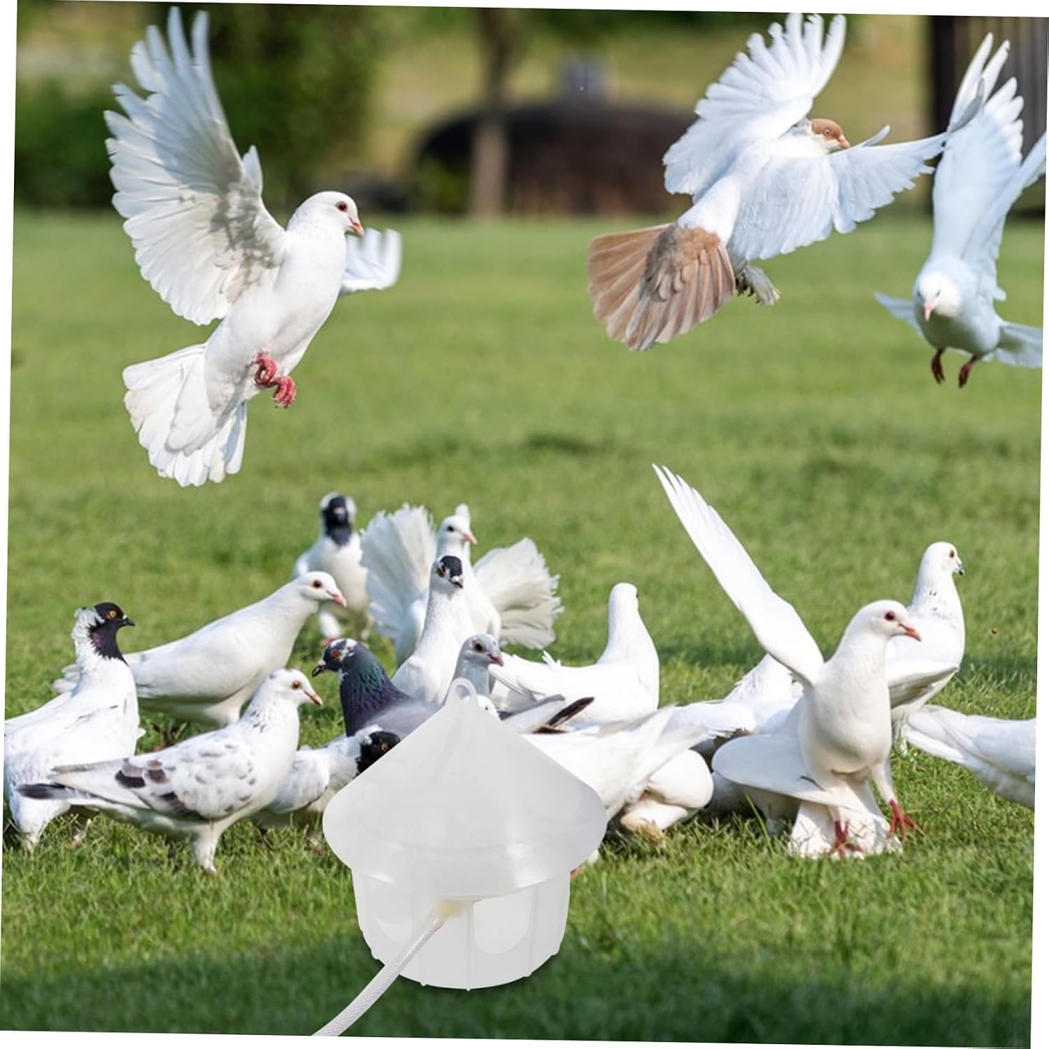 Kisangel Automatic Pigeon Water Feeder with Large Capacity Portable Bird Water Dispenser for Cage Use Easy to Install Plastic Waterer Suitable for Parakeets and Poultry for Indoor and