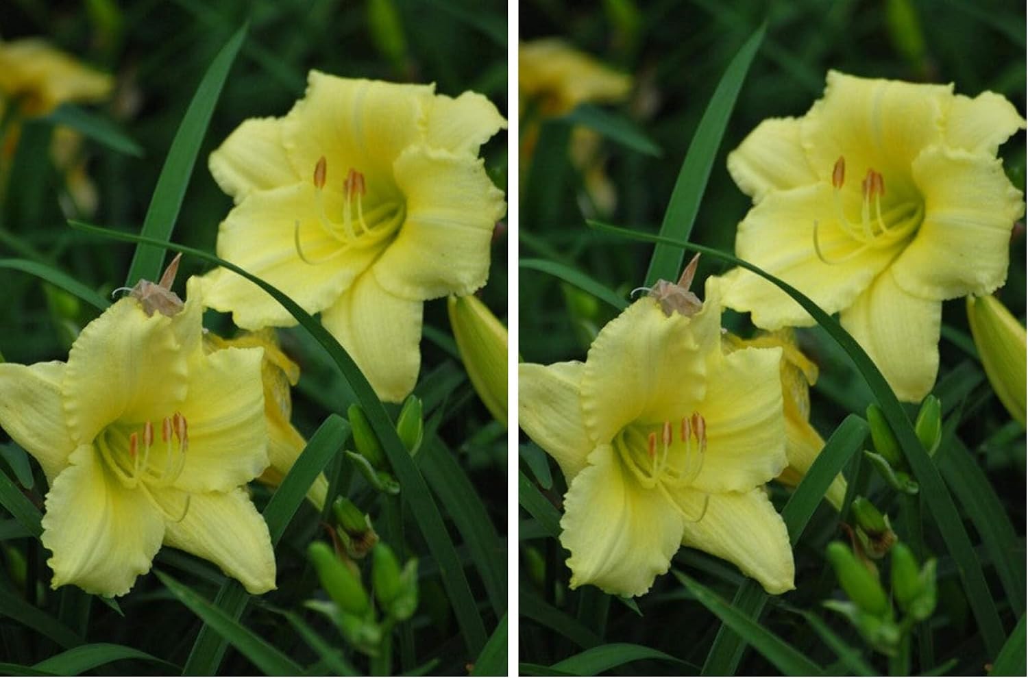 Perennial Farm Marketplace Hemerocallis 'Gail's Fragrant Treasure' (Daylily) Perennial, Size-#1 Container, Yellow Flowers