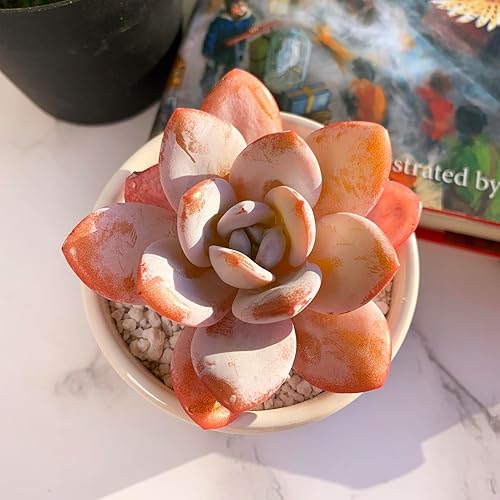 Miniatura 5 de Echeveria Laui - Plantas suculentas vivas raras, 1 cabeza de 2.5 pulgadas, raíz desnuda sin maceta y tierra, decoración de escritorio de oficina