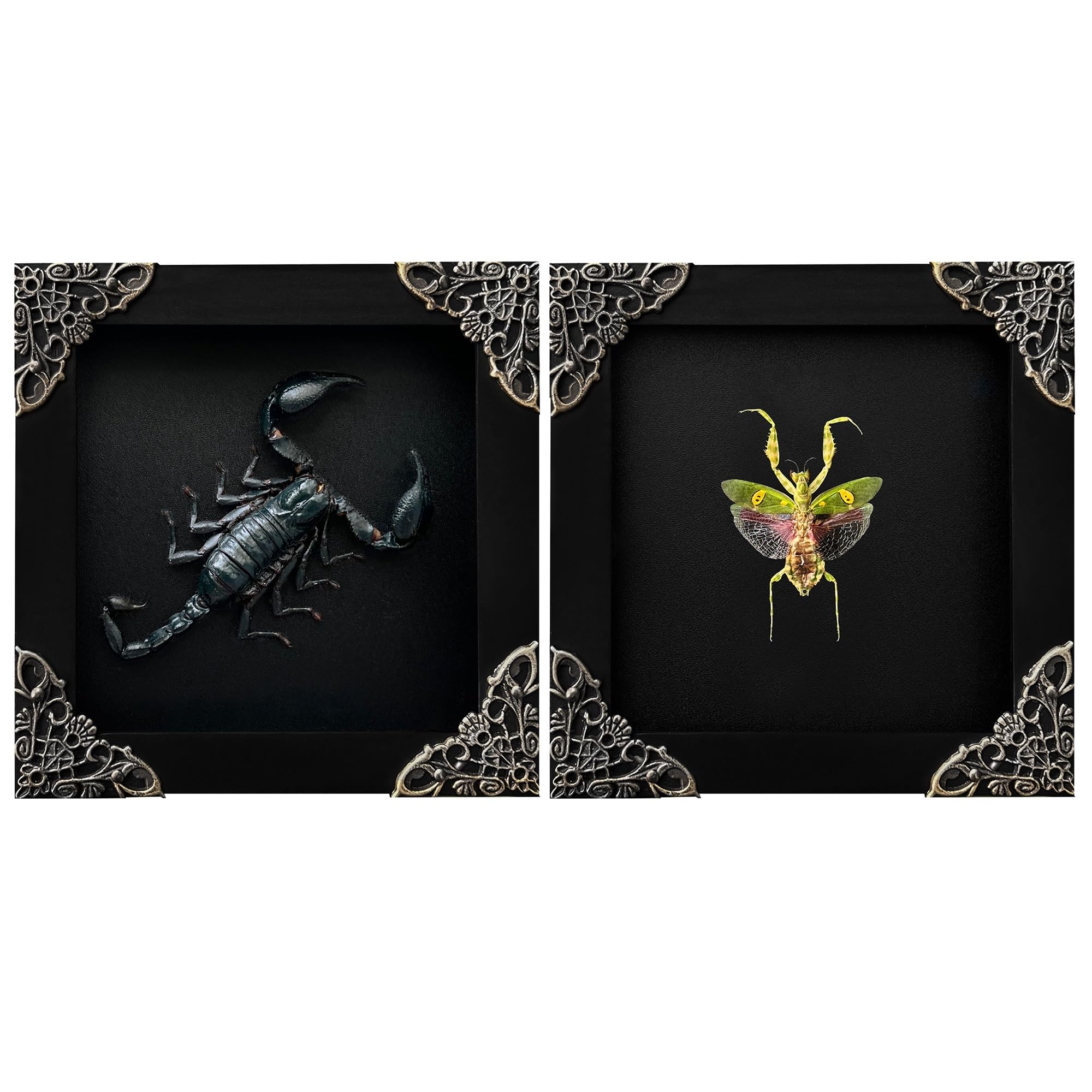 2 Real Scorpion Flower Mantis Shadow Box Gothic Décor Oddities and Curiosities Spooky Gifts Witchy Dried Entomology Insect Lover Taxidermy Specimen Display Artwork Wall Decor K12-51DE62DE