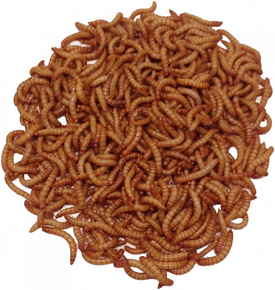 Giant Mealworms Live 500 for Reptile, Birds, Chickens, Fish Food by Abdragons