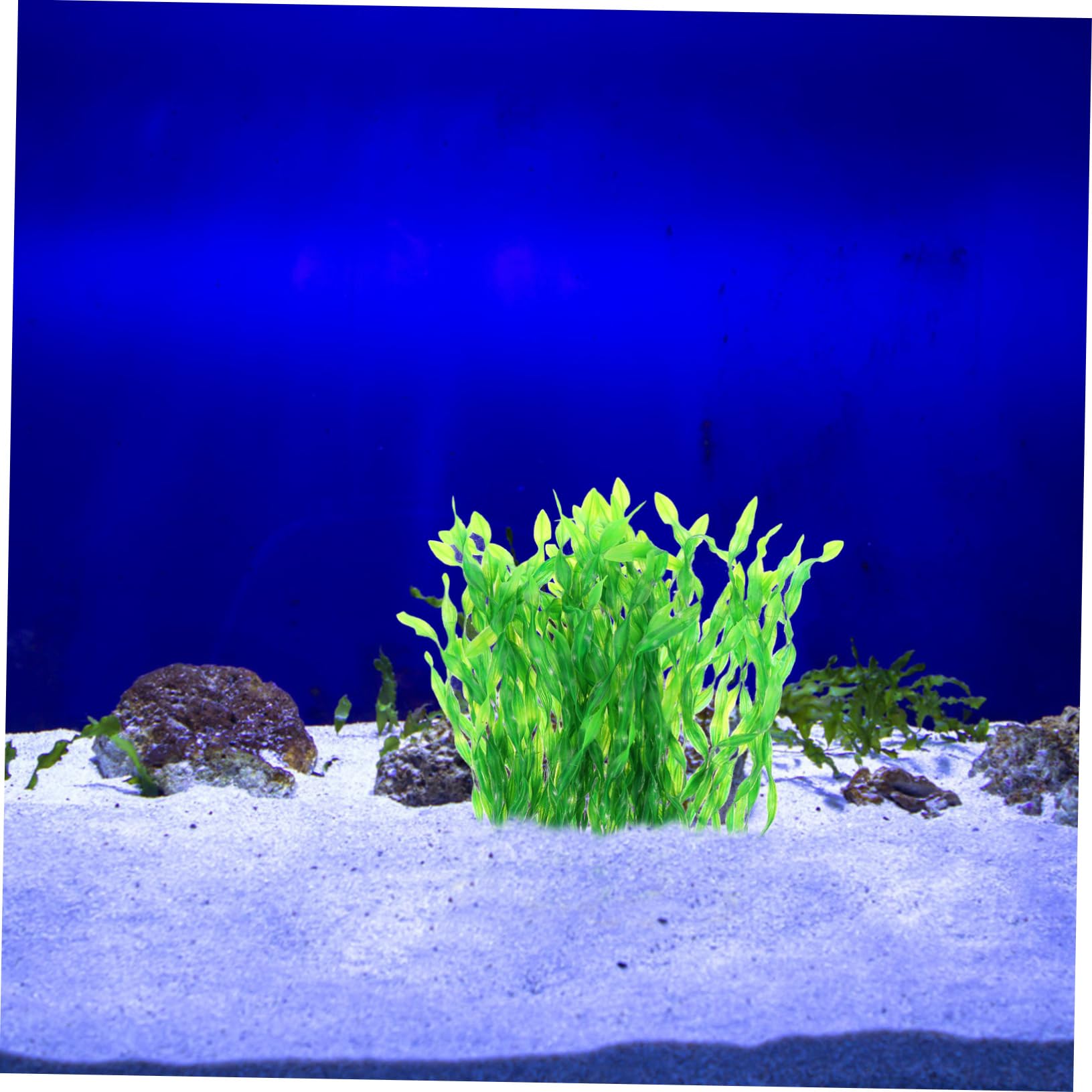 20stücke Künstliche Wasserpflanzen Für Aquarium Dekoration Simulation Von Kelpgras Und Aquarienpflanzen Für Fischbehälter Und Teiche Hochwertige Dekoration