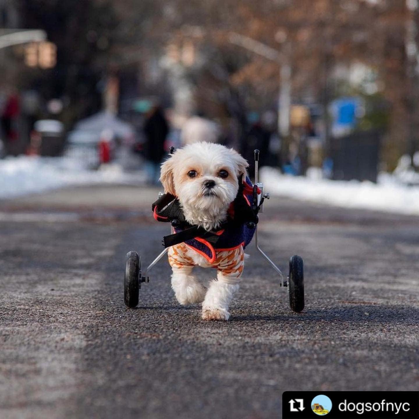 Dog Wheelchair - XX-Small Size