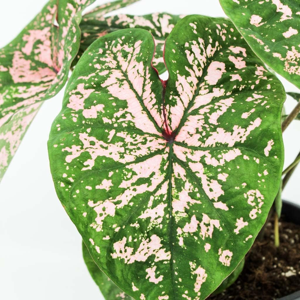 Florida Elise Caladium Bulb Fancy Leaf Caladium 1