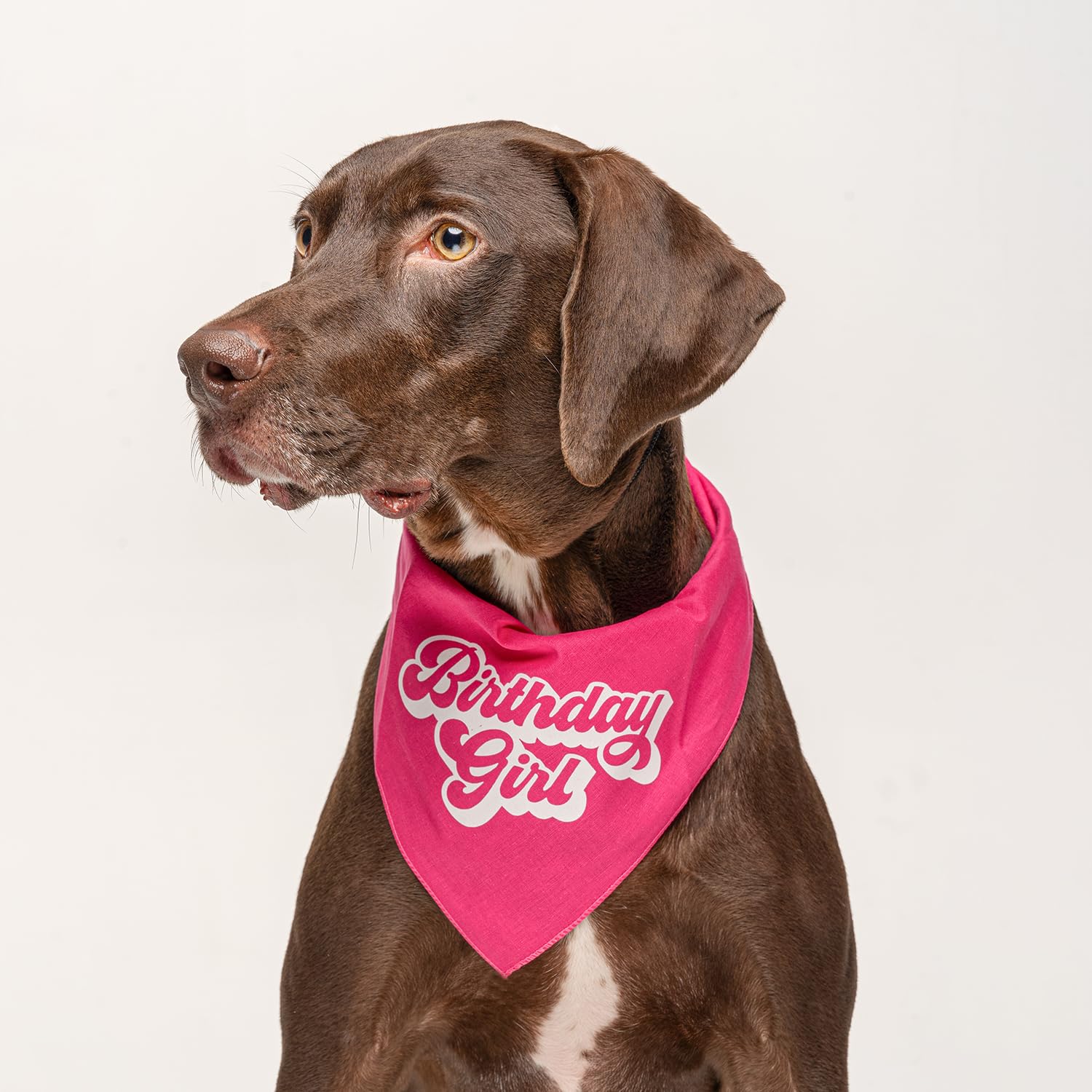 Birthday Girl Retro Dog Bandana | 100% Cotton Adjustable Triangle | Made in USA | Birthday Pawty | Party Theme | Celebration Supplies | Photoshoot Prop |Hot Pink, X-Small (871)