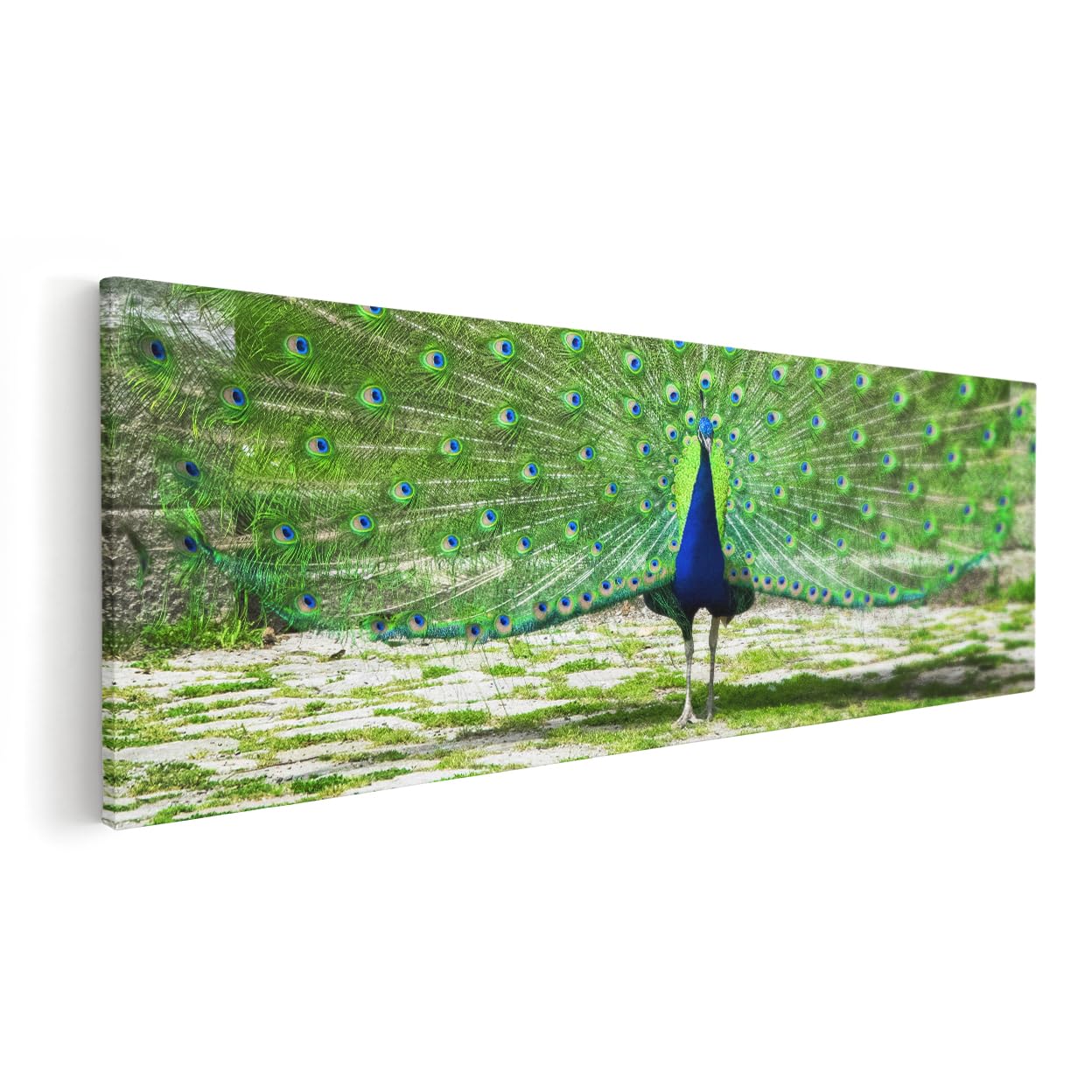 Artaza Cuadros Decoración Salón Modernos Pavo Real - 90x30 cm - Cuadros Animales Decoración Pared - Lienzos Decoración Hogar - Plumas Verdes