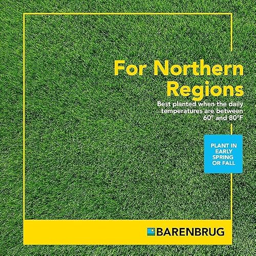 BARENBRUG USA TVKBG7 TV 7 lb Kentucky Bluegrass Seed