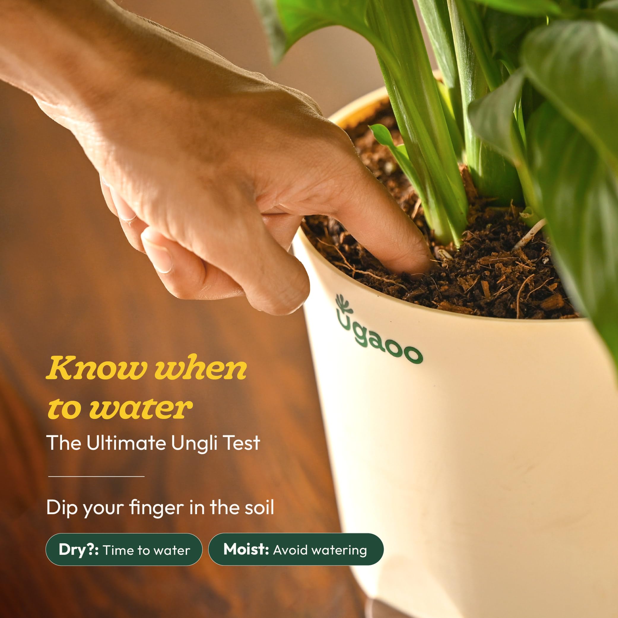 Ugaoo Golden Hahnii Snake Plant - Live & Easy Care -5 Ugaoo Golden Hahnii Snake Plant - Live & Easy Care -5