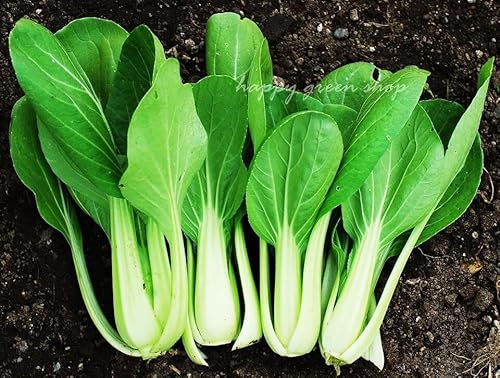 How to cook pak choi for ramen How to cook pak choi for ramen