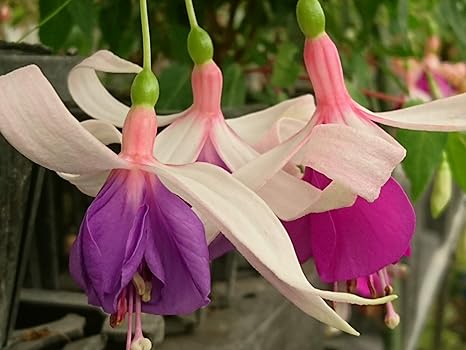 Amazon フクシア 苗 シャインカール 花