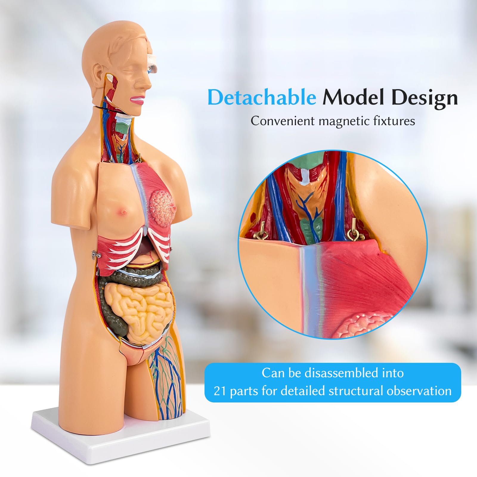 Modello Corpo Umano Con Organi, Modello Anatomico di Torso Unisex 55 cm, 21 Parti Rimovibili, Per Studenti di Medicina, Medici e Insegnanti
