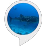 ダイビングのおと