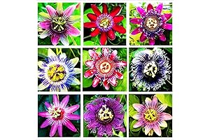 PASSION VINE LIVE PLANT: Passion Flower Seeds Mixed Color 50+ Passion Fruit...