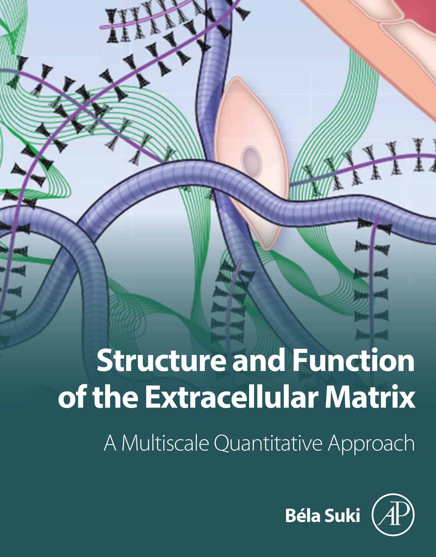 Structure and Function of the Extracellular Matrix: A Multiscale Quantitative Approach