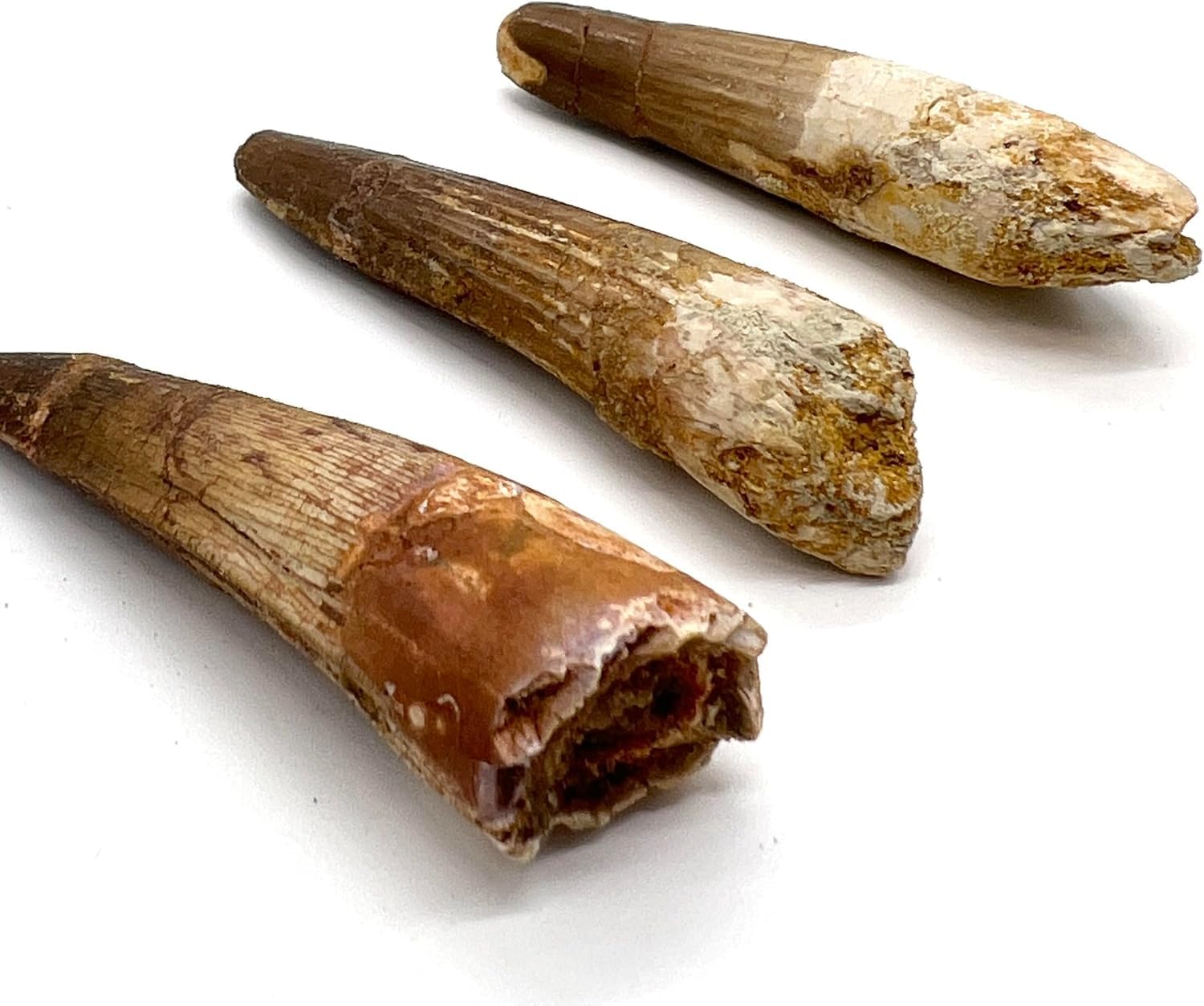 Amazon | つくしサイエンス スピノサウルス 歯 化石 恐竜 本物 白亜紀