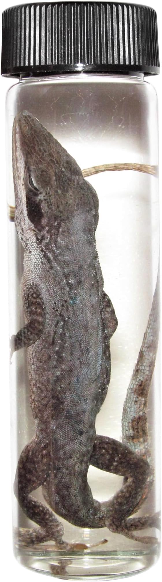 BicBugs Anole Lizard Wet Specimen