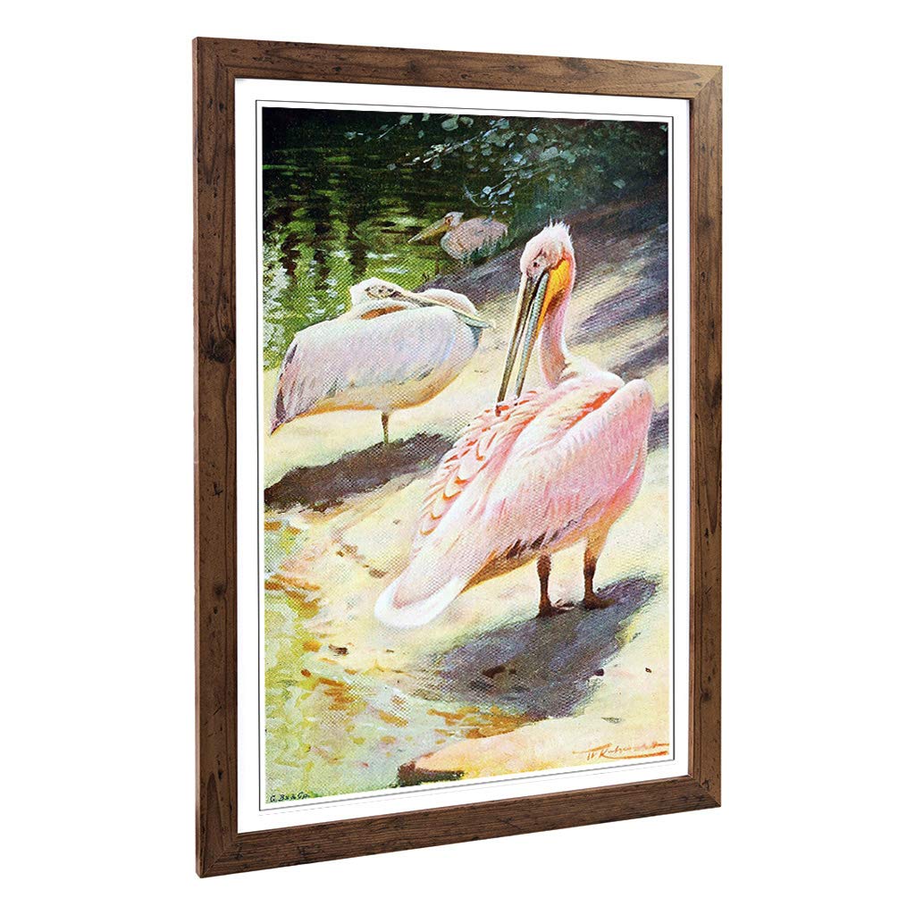 Big Box Art Framed Print of Vintage W Kuhnert Pelican Design | Wall Art Picture | Home Decor for Kitchen, Living, Dining Room, Bedroom, Hallway, Office, Walnut, A2 / 24.5x18 Inch / 62x45cm