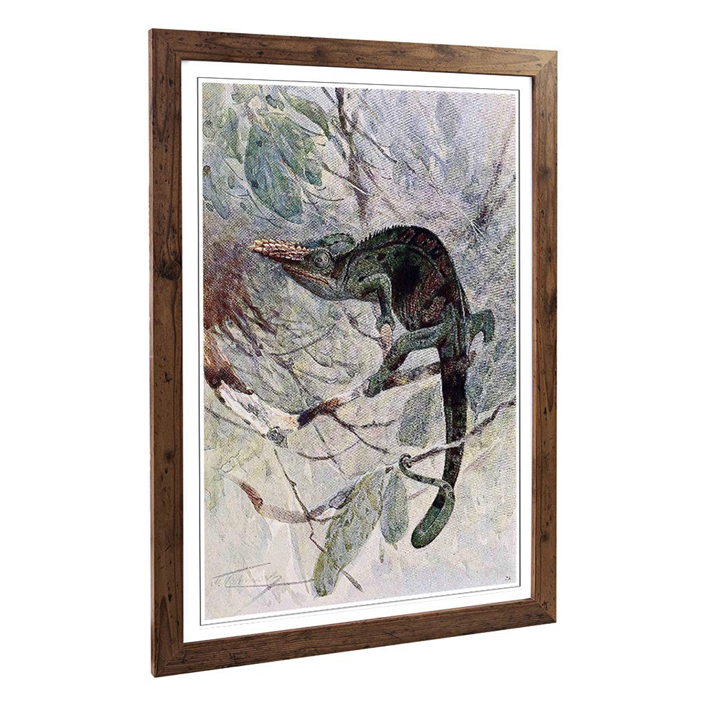Big Box Art Framed Print of Vintage W Kuhnert African Chameleon Design | Wall Art Picture | Home Decor for Kitchen, Living Room, Bedroom, Hallway, Walnut, A2 / 24.5x18 Inch / 62x45cm