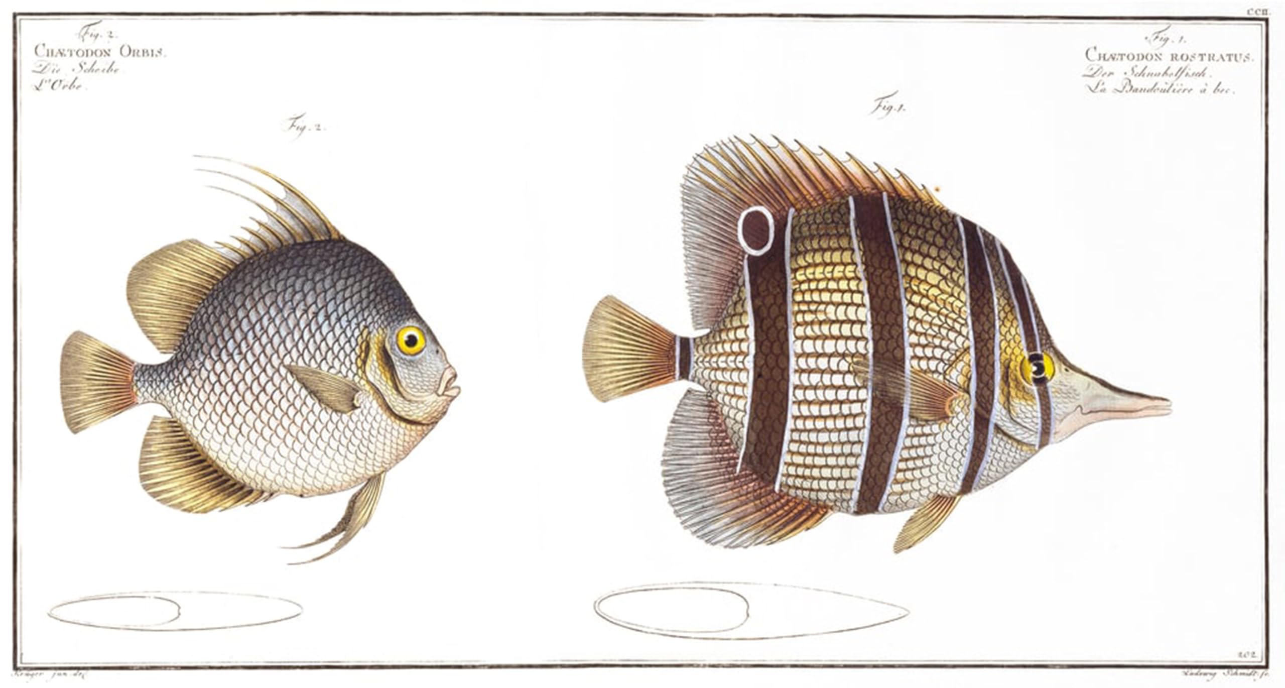 ARTXLXXBN Famous Print Painting Colorful Art Print Orb Fish and Billed Fish Published by Ludwig Kruger Canvas Art Decorations for Home Decor 60x90cm