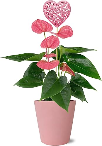 Just Add Ice JA5159 - Anthurium rosa con corazón rosa en cerámica rosa mate, flores frescas que siempre florecen, decoración de San Valentín o