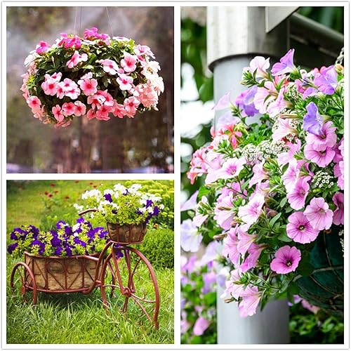 Miniatura 7 de Semillas de petunia, más de 80000 semillas de petunias, mezcla de semillas de flor de color arcoíris para plantar, semillas de flores para plantar