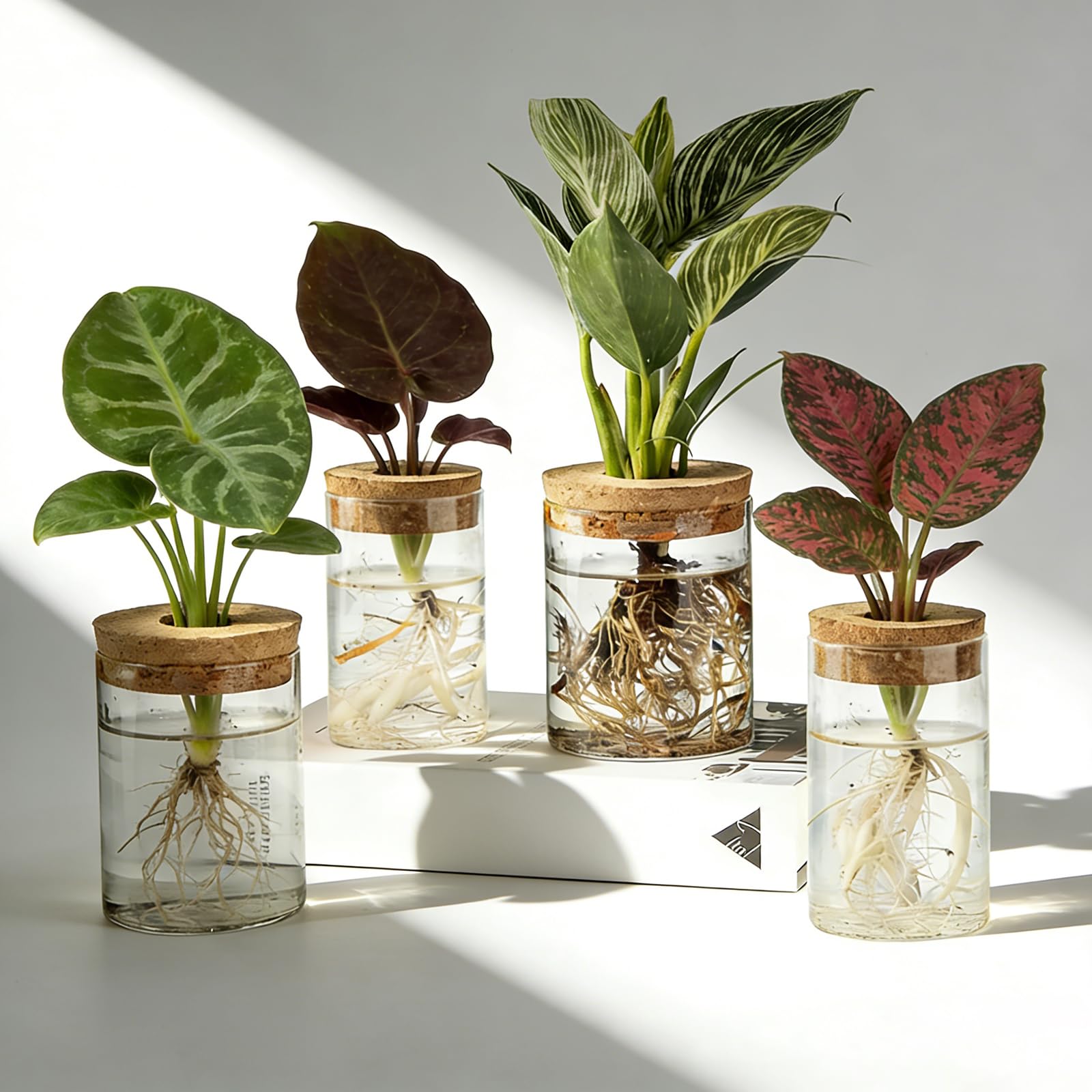 BigKing Lot de 4 Verre Vases Hydroponiques - Vase en Verre Minimaliste avec Couvercle en Bois, Cylindres, Stations de Propagation de Plantes en Verre pour décoration de Table, Maison, Bureau