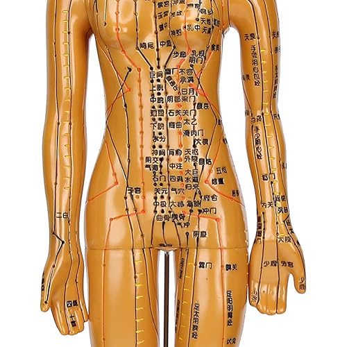 Miniatura 6 de Modelo de acupuntura, modelo de cuerpo humano masculino femenino modelo de meridiano de color cobre modelo de cuerpo humano (F1)