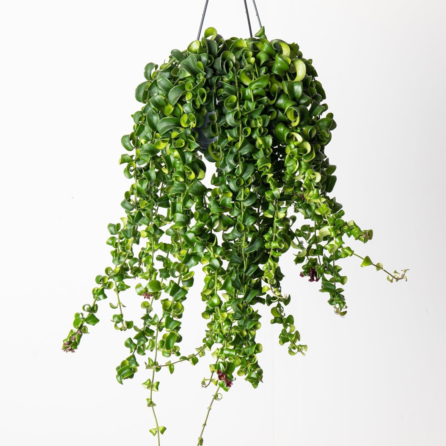 – Aeschynanthus 'Rasta' Curly Wurly Lipstick Plant - Indoor Plant in 12cm Pot - Bright Red Flowers (1 Plant)