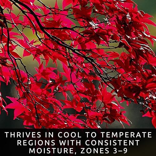 Miniatura 4 de 30 semillas de arce rojo para plantar al aire libre (Acer rubrum) - Árbol de sombra nativo de rápido crecimiento - Follaje rojo brillante de otoño