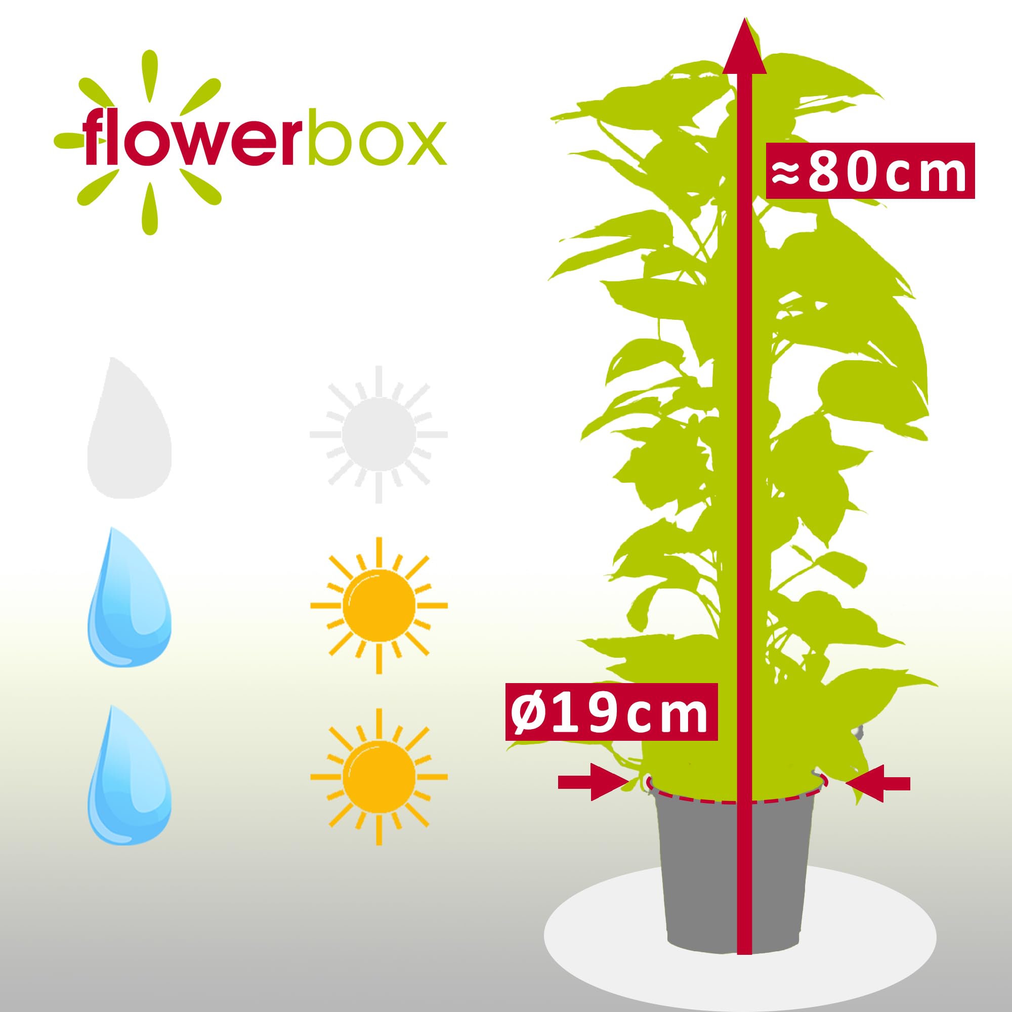 Efeutute am Moosstab - pflegeleichte Zimmerpflanze, Epipremnum aureum - Höhe ca. 80 cm, Topf-Ø 19 cm