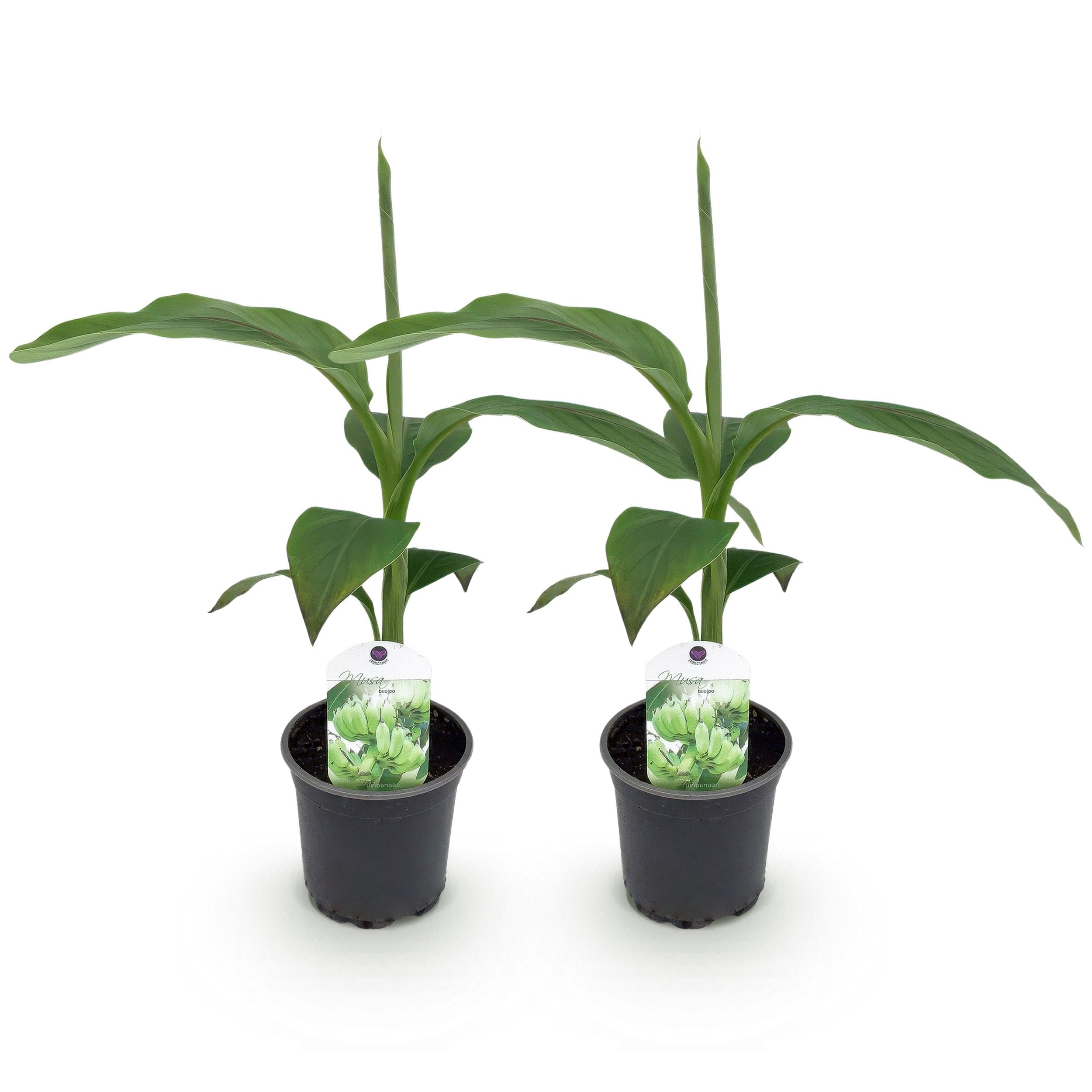 GreenboutiQ - Obstpflanze - Bananenpflanze - Musa Basjoo - Winterhart - 2 Pflanzen - Topf 12cm Höhe 30cm