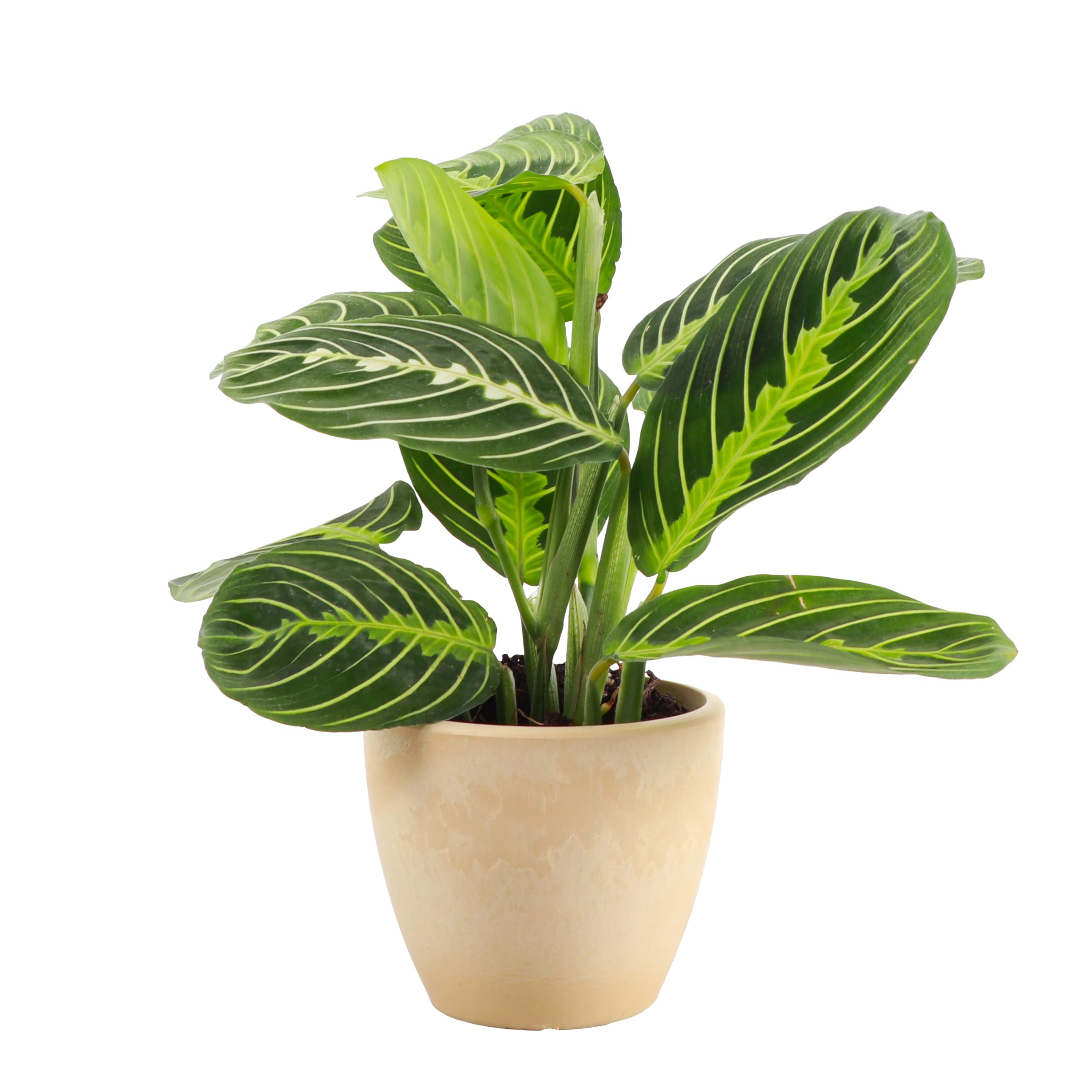 Thorsen's Greenhouse Lemon Lime Prayer Plant