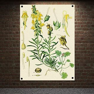 Cymbalaria muralis Linaria vulgaris Scrophulariaceae Plants Atlas Posters Retro Botanical Studies Banners Flag Wall Painting Art 96x144 cm (38X57 inches)