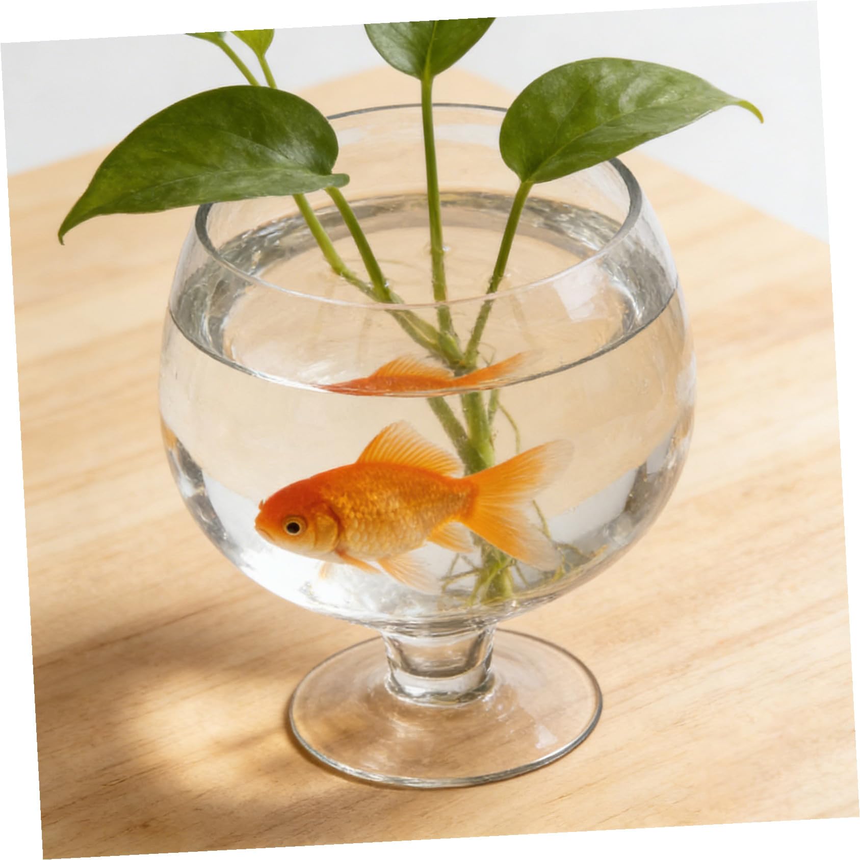 Angoily Acquario Multifunzionale in Vetro Trasparente per Pesci Rossi Betta, Acquario da Tavolo Piccolo e Decorativo per Casa, Ufficio e Giardino, Vaso Idroponico Ecologico e Compatto