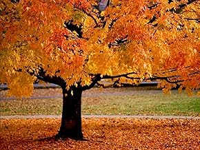 American Sycamore Tree - 8-16" Tall Live Plant - Quart Pot - Fast Growing Shade Tree Seedling - Platanus occidentalis