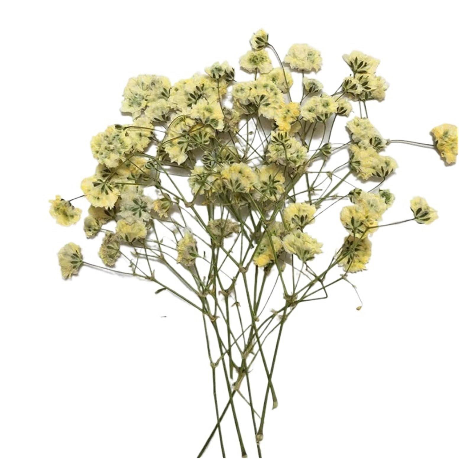 WJIAYAO dried gypsophila flowers 120Pcs Gypsophila Dyed Dried Flowers Pressed DIY Plant Specimens Handmade Bookmarks Flower Material Kit(120Pcs 8)