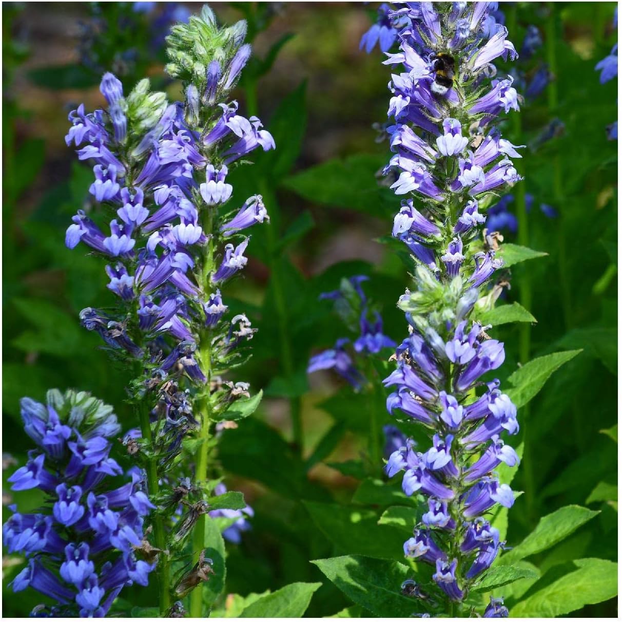 Everwilde Farms - 1 Oz Great Blue Lobelia Native Wildflower Seeds - Gold Vault