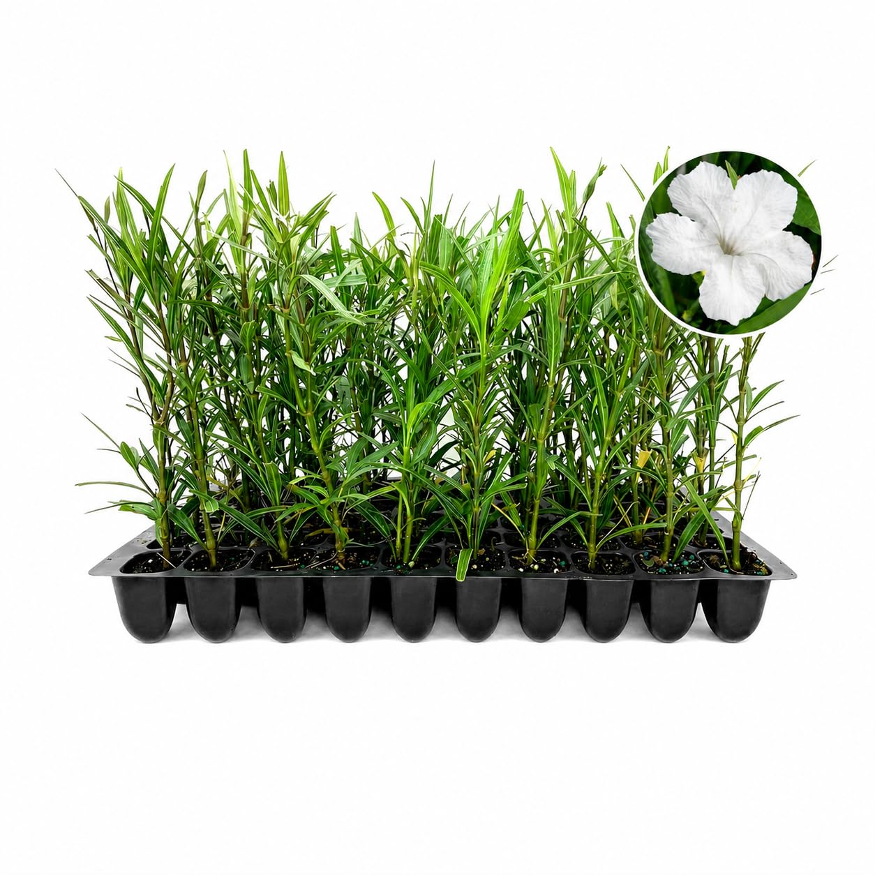 Mexican Petunia White