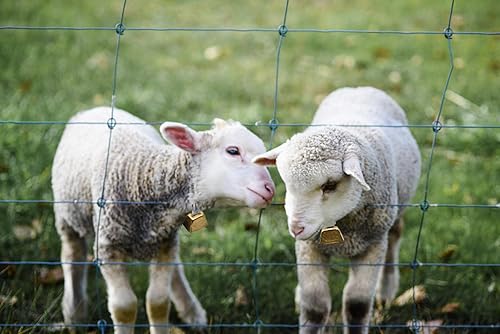 Miniatura 8 de Pinenjoy Campana de latón pequeña de 1.57 pulgadas de 1.57 pulgadas, campanas de pastoreo de cobre, animales de granja, campanas de bronce ruidosas,