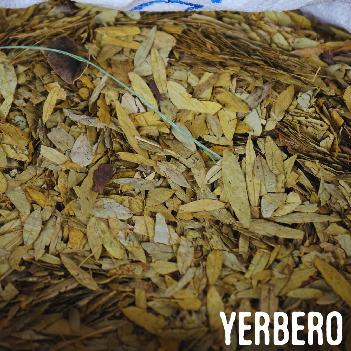 Yerbero Hierbas sueltas de hoja de sena Senna alexandrina Hoja Sen