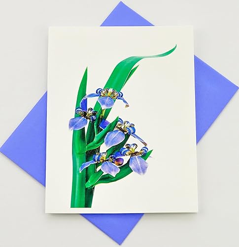 Miniatura 54 de Blooming Flowers – Orquídea Phalaenopsis – Tarjetas fotográficas de alta gama, pesadas y suaves, 8 con 10 sobres de colores, juego en caja