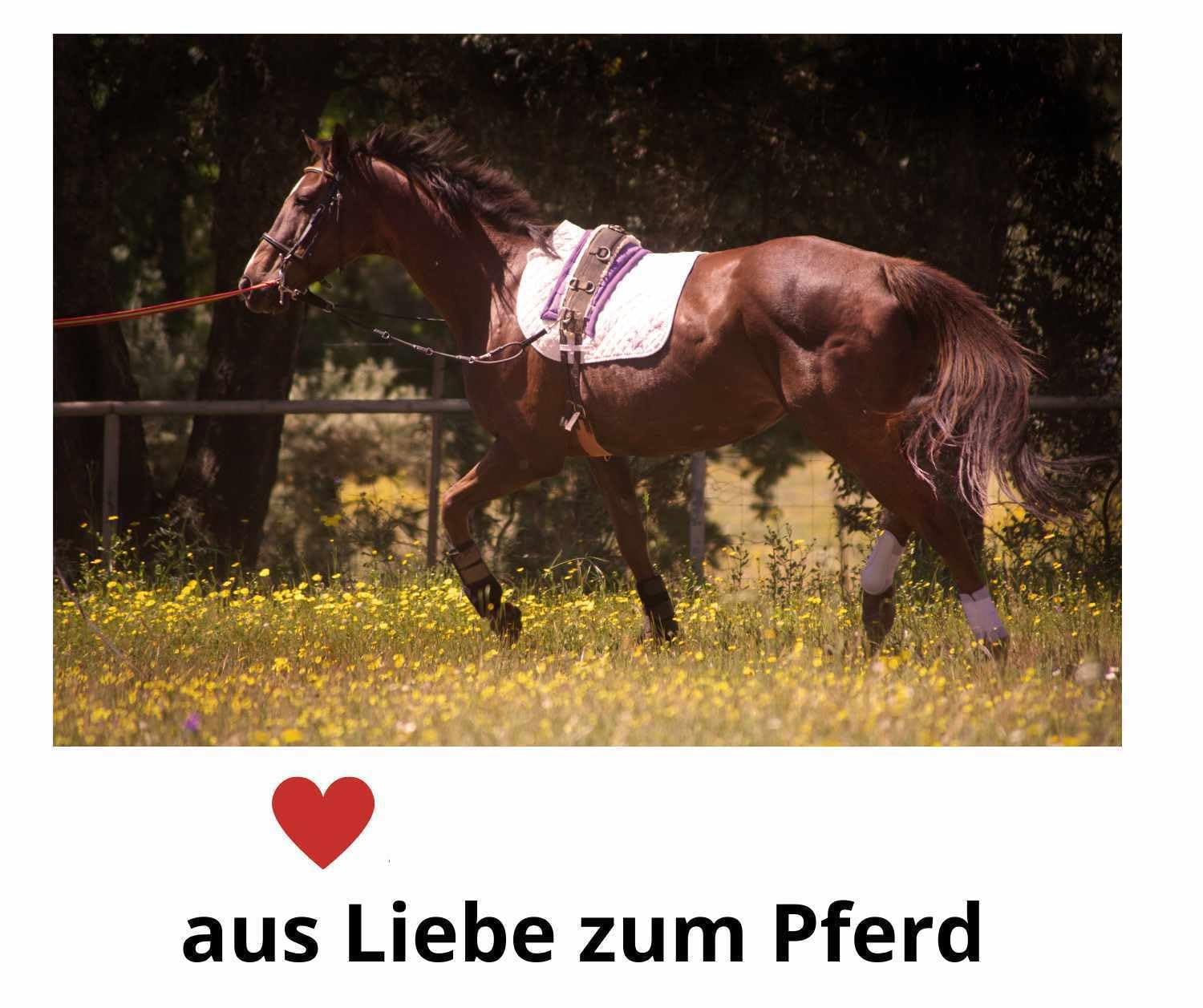 Kappzaum aus Leder, schwarz