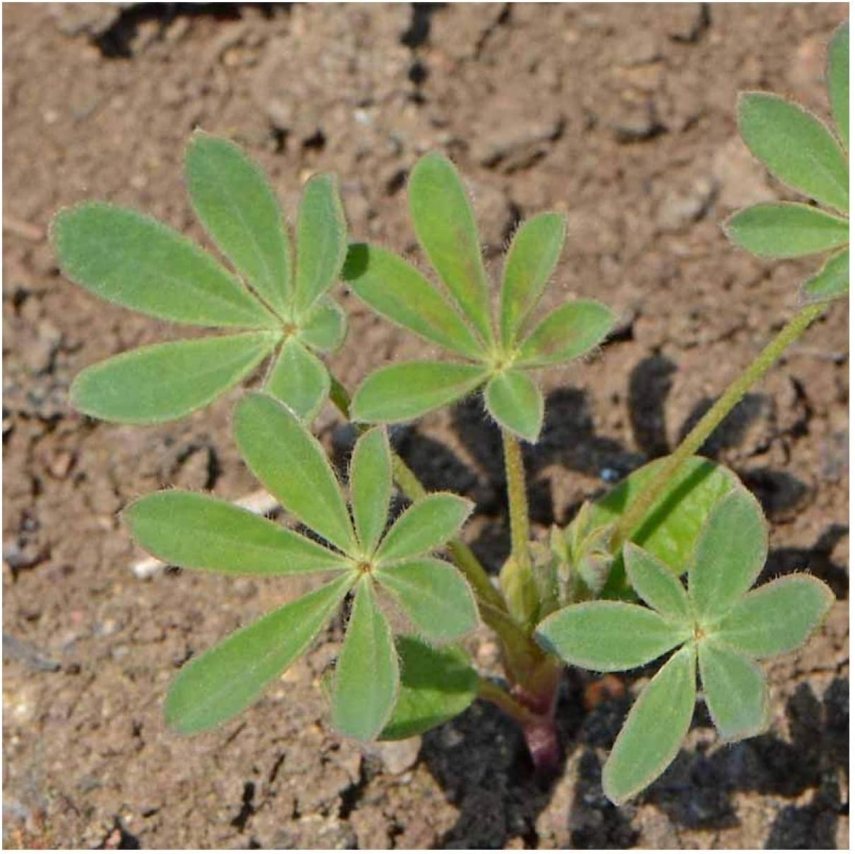 Everwilde Farms - 1 Lb Arroyo Lupine Native Wildflower Seeds - Gold Vault