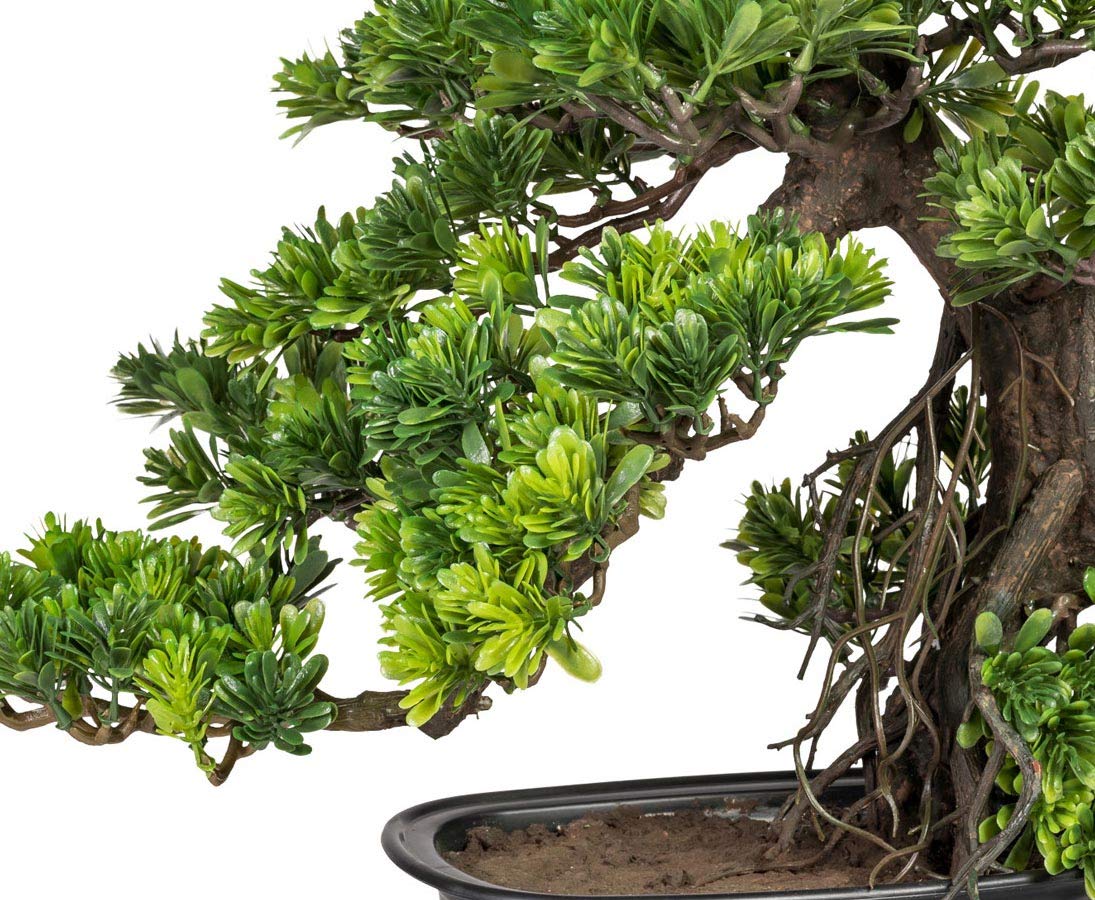 Amazon.de: Kunstpflanze Bonsai Podocarpus 40cm gro in Schale - Knstlicher  Bonsai Baum Steineibe