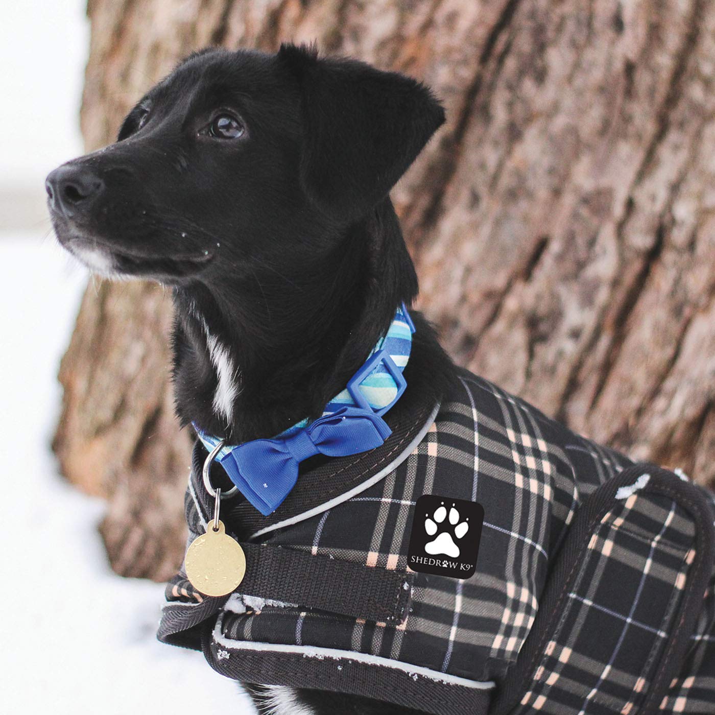 shedrow k9 dog coats