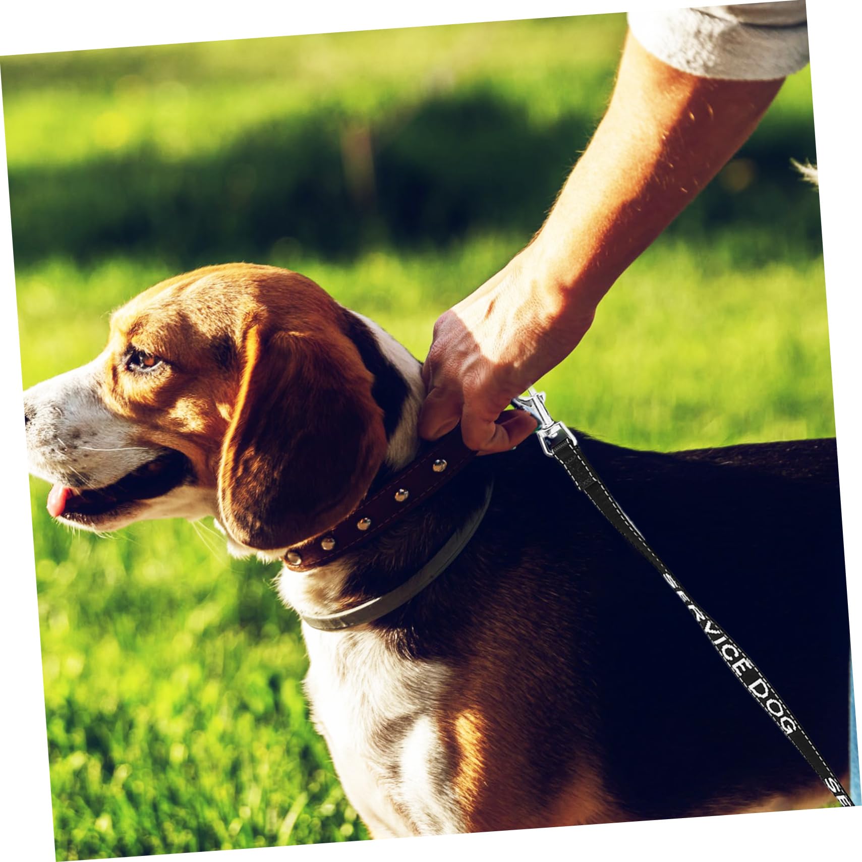 FRCOLOR Guinzaglio allungabile per cani di servizio, in nylon, per cani, guinzaglio e io, per e cuccioli, accessori per, multifunzione, in metallo, 5 pezzi