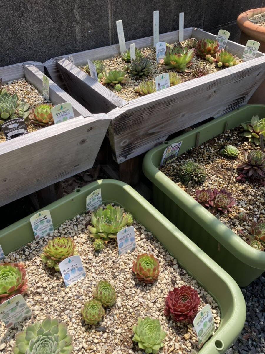 センペルビウム　名前付き 10苗 Amazon.co.jp: 多肉植物 センペルビウム 10種お名前付き