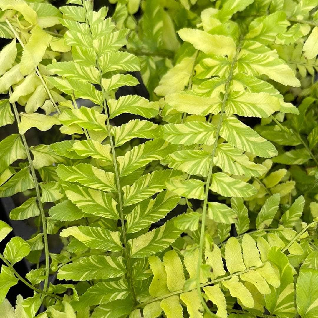 Amazon.com : Tiger Stripe Fern - Variegated - 3 Live Starter