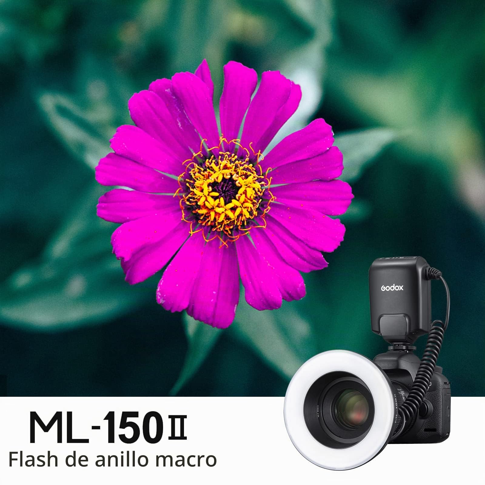 Godox ML150II Flash de Anillo Macro en la cámara Anillo de luz de Flash GN12 CCT 5800K ± 200K para Fuji, para Canon, para Nikon, para Sony, para cámara Olympus | CCT 5800K ± 200K para Fuji, para Canon, para Nikon, para Sony, para cámara Olympus