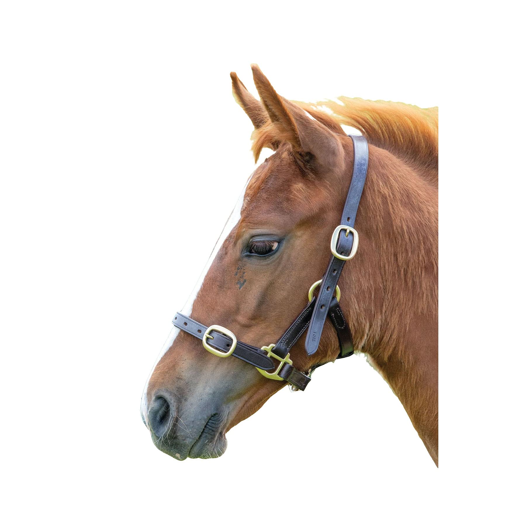 Shires Blenheim Adjustable Leather Headcollar - Havana Baby 2